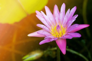 purple lotus flower close up with bee on green background of pond in the nature
