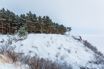 Побережье Обского Новосибирского водохранилища. Новосибирская область, Сибирь, Россия