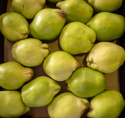 quinces, fruit and vegetable exhibits