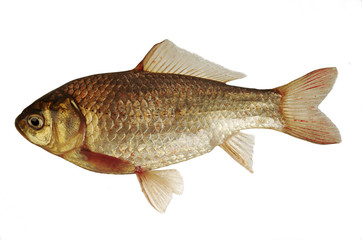 Crucian fish on white background. Isolated on white