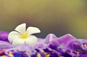 Plumeria on stone floor. English name: Plumeria, Frangipani, Temple Tree. Scientific name: Plumeria spp. The meaning of this flower is to abandon the sadness and then happy.