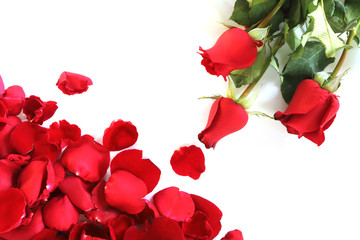 Rose petals and Red roses on white background