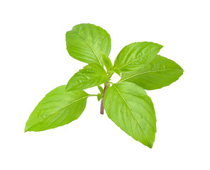 Basil leaf isolated on white clipping path