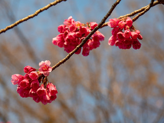 sakura flower  & cherry blossoms