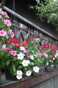 madagasca periwinkle colorful flower group in pot decorate in garden