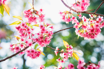 Closeup pink flower, Thailand Sakura on greenery background