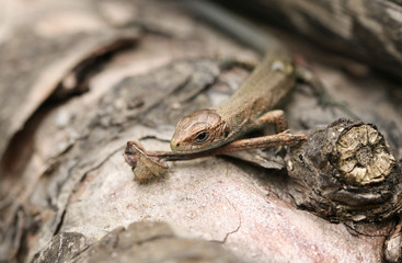 A cute baby Common Lizard (Lacerta Zootoca vivipara) hunting for insects on a log.