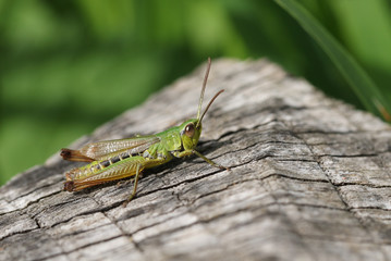 A Meadow Grasshopper (Chorthippus parallelus) perching on a log.