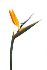 Bird of Paradise flower isolated on white