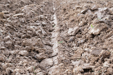 The soil had been plow for tillage to plant trees.