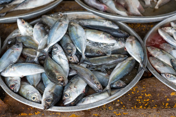 Fresh fackerels are placing on the tray in a market / raw food of fish