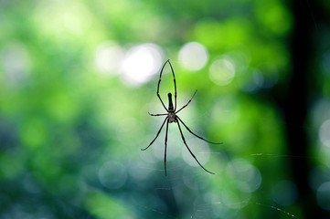 spider on web