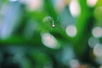 spider on web