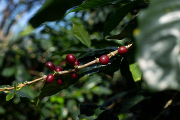 Coffee beans on tree