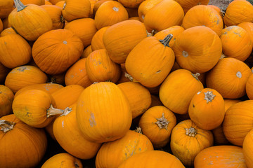 Pumpkins from farm after harvest Autumn Halloween