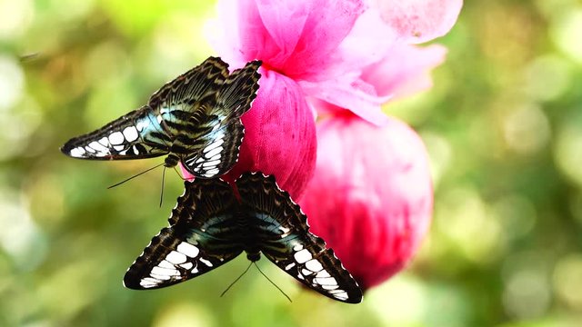 4K Thai beautiful butterfly on meadow flowers nature outdoorfarm