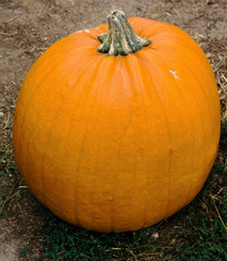 Pumpkins from farm after harvest Autumn Halloween