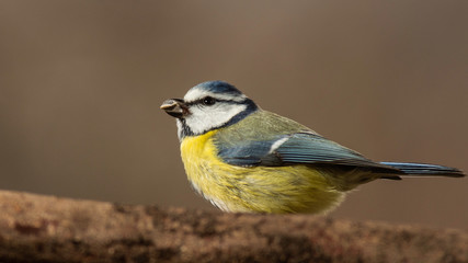 Oiseaux du Grésivaudan - Isère.