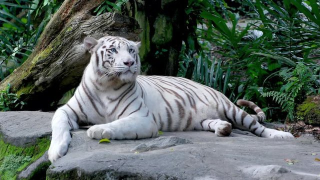 A young white tiger, lying at the ground in asian rainforest.
