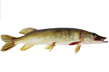 Pike on a white background. Isolated on white