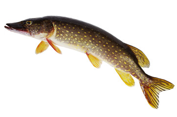 River pikes and crayfish