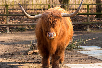 Highland Cow on an urban farm