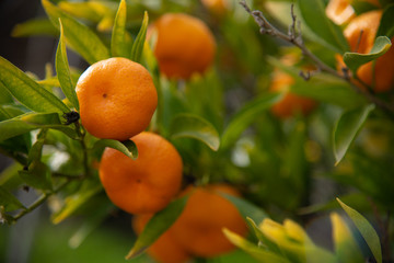 Fresh Mandarin Oranges
