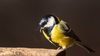 Obraz premium Oiseaux du Grésivaudan - Isère.