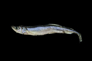 Dry small European smelt fish isolated on black background