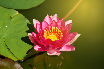 Pink water lily in the lake. And close up photography.