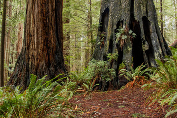 Burned redwood (Sequoia sempervirens) stump along a hiking trail in a forest in northern California