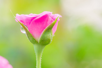 Close up of beautiful pink rose - can use for tuesday color concept