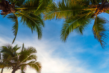 Obraz na płótnie Canvas Coconut tree and blue sky background with coconut leaves, copy space for text.