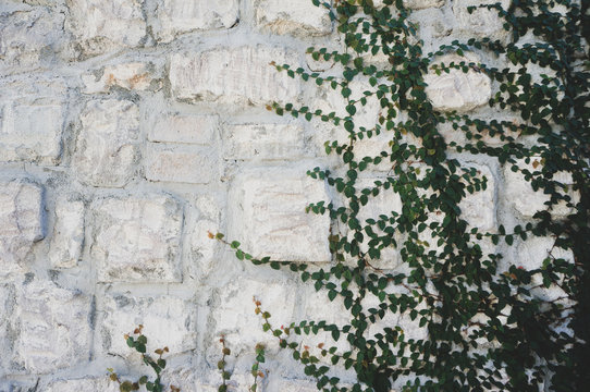 Rock Wall Background and  Green Leaves 
