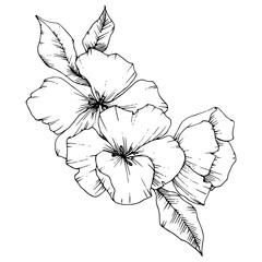 Vector Apple blossom floral botanical flower. Black and white engraved ink art. Isolated flowers illustration element.