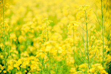 Obraz premium Background of Blooming yellow flowers field in natural summer and blurred image.