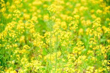 Background of Blooming yellow flowers field in natural summer and blurred image.