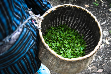 Fresh green tea leaves in bamboo basket are collected for further processing in hangzhou china