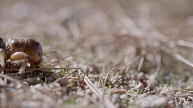 Jerusalem Cricket AKA Potato Bug