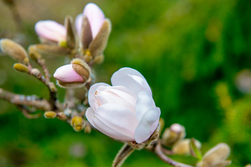 Pink cherry blossoms at spring time in Victoria, Canada