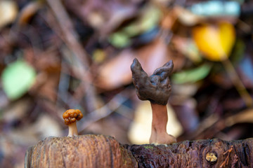 Wild mushroom in Vancouver Island, BC, Canada