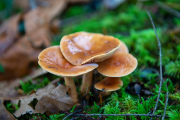 Wild mushroom in Vancouver Island, BC, Canada