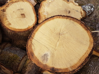 Naklejka premium Tree trunk cut top view oak tree