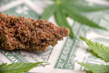 cannabis nug and leaves over american dollars background