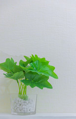 houseplant in cute pots on wooden shelf on white wall with copy space. Minimalist style decoration design.