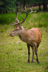 Naklejka na ściany i meble deer on meadow standing and watching antlers