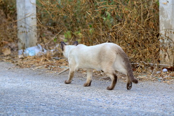 The naturalness of a beautiful white cat.
