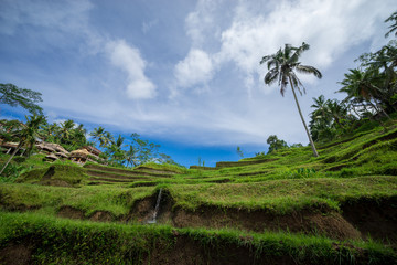 View of beautiful rice terraces in morning light near Tegallalang village, Ubud, Bali, Indonesia. 