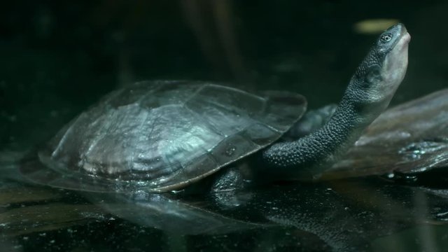Siebenrock's snake-necked turtle (Chelodina siebenrocki) in the tropical freshwater pond