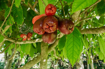 Bunch of Syzygium Malaccense